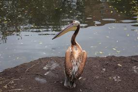 Beautiful and colorful, cute bird near the the water, in the zoo of Moscow, in Russia