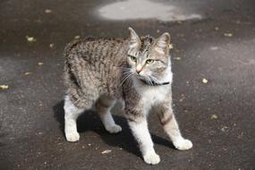 young Cat with black collar