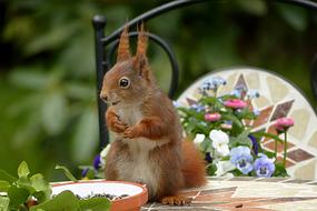 Cute, colorful and beautiful squirrel, on the table, among the colorful and beautiful plants with flowers