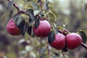 Pear Fruit