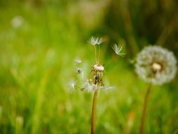 Dandelion Faded Seeds Pointed