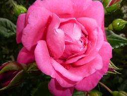 Roses Pink Rose Bloom Scented