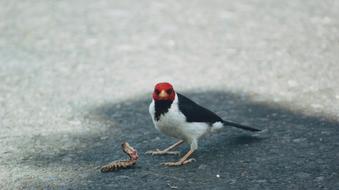 bird and worm on the pavement
