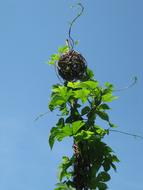 garden plant against the sky