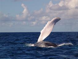 Humpback Whale Fin Sea With