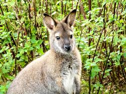 Kangaroo Animal Mammal green grass