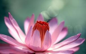 Lotus Flowers Hd