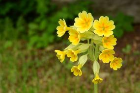 Primrose Spring Primula
