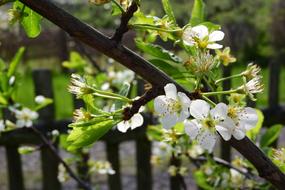 Cherry Blossoms Blossom