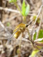 Wasp Bombus Bumblebee