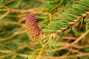 red cone on a tree