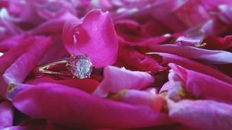 engagement ring on rose petals