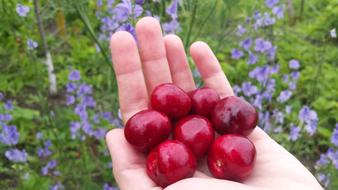 Cherry Berry Spring hand