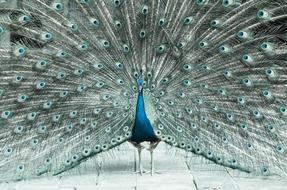 Colorful and beautiful male peacock, with the open feathers