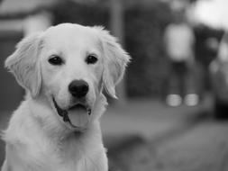 black and white, a retriever with his tongue sticking out sits on the street