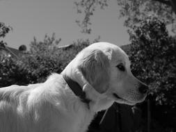 cute Dog Black White