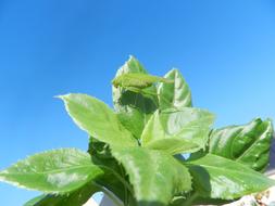 Grasshopper Leaf green