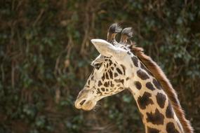 Mammal Giraffe trees