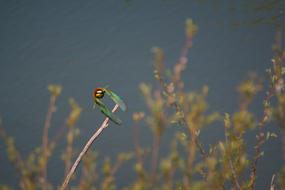 European Bee Eater Flies