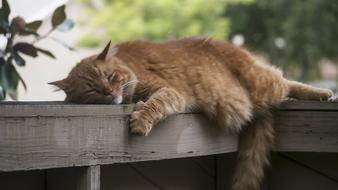 Cat Sleep Lazy