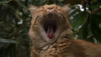 Cat Yawn Funny