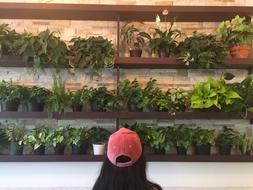 Plants Greenery Leaves