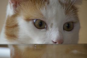 Cat Lauer Cunning