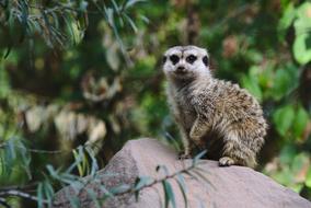 charmingly cute Meerkat Zoo