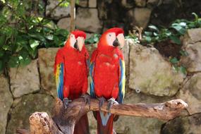 Beautiful, colorful and cute Guacamayas, on the branch, in sunlight, in Mexico