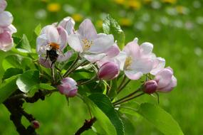 Apple-Blossom Apple Tree Blooming