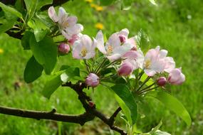 Apple-Blossom Apple Tree Blooming