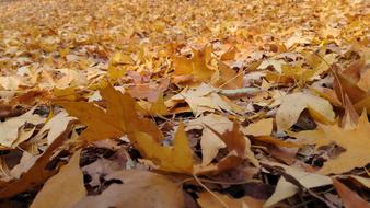 fall leaves on the floor on the ground