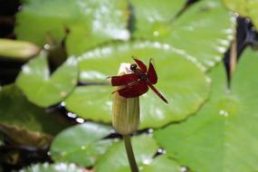 Dragonfly Red Green insect