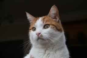 photo of a red-haired white cat on the street