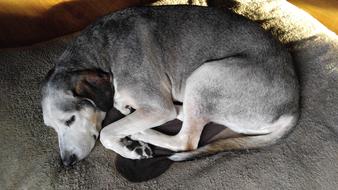 gray domestic dog sleeping in a ball