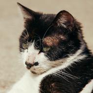 Portrait of the cute, colorful and beautiful, laying cat, in sunlight