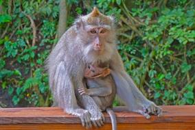 Monkey indonesia macro