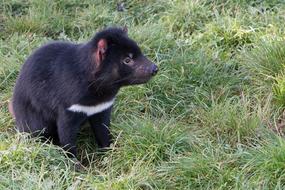 Tasmanian Devil Tasmania Marsupial