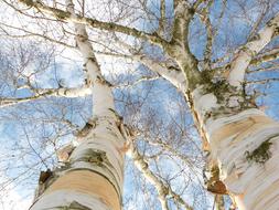 Birch Bark White Tree