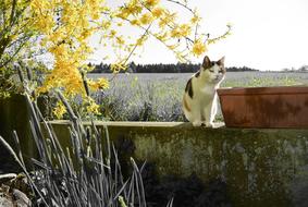 Cat Mieze Pet