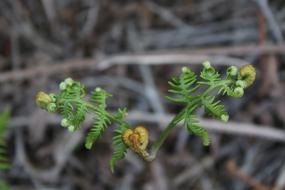 twisted wild plant