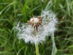 Meadow Dandelion Faded Close