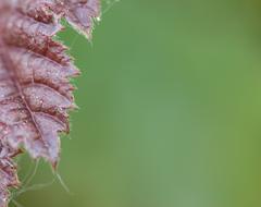 edge of Burgundy leaf at blurred Green background