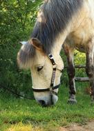 Horse head with black bridle