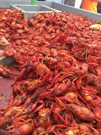 Boiled delicious lobsters