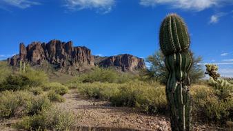 desert long cactus