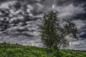 Tree Clouds Sky