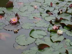 green water lilies with flowers in the pond