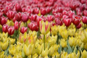 Colorful beautiful tulips in the garden