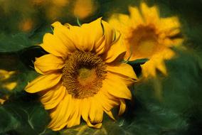 Summer Sunflower Bloom